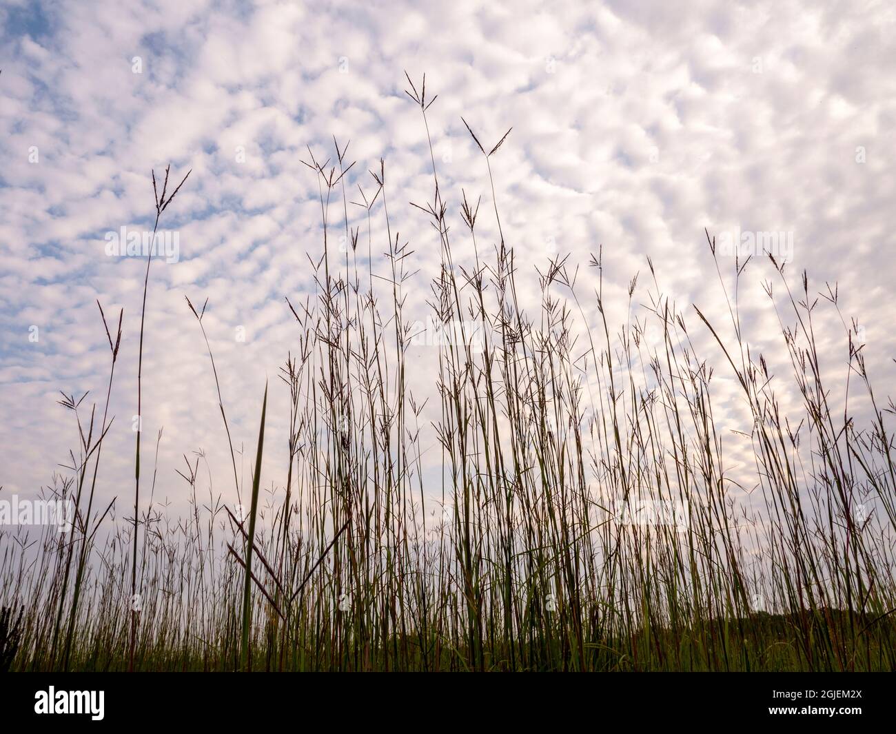 Grande herbe de bluestem (pied de dinde) dans la prairie contre le ciel des nuages, parc régional Murphy-Hanrahan, Minnesota (au sud de Minneapolis) Banque D'Images