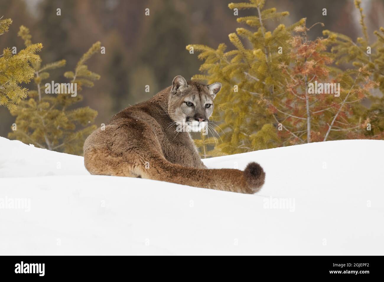 Lion de montagne dans la neige d'hiver, Montana. Banque D'Images