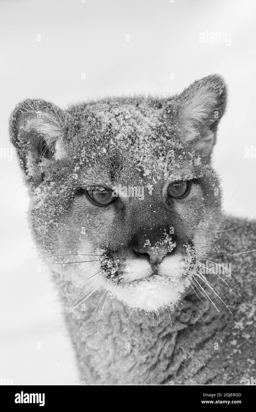 Lion de montagne juvénile dans la neige profonde d'hiver, situation contrôlée, Montana, Puma concolor Banque D'Images