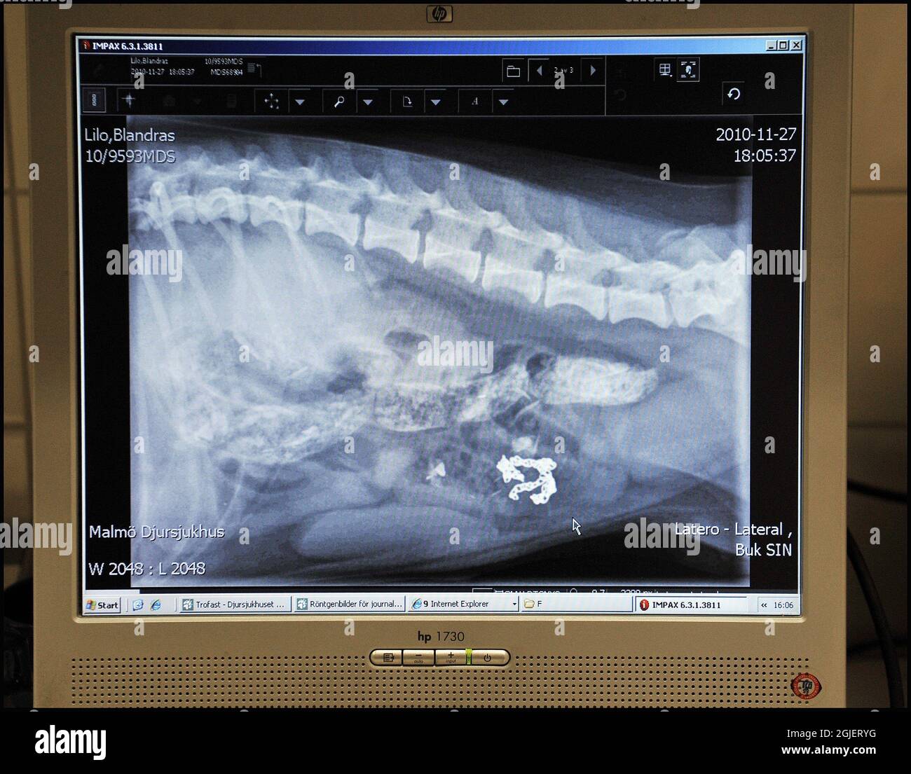 Une radiographie affiche les articles trouvés dans l'estomac du chien