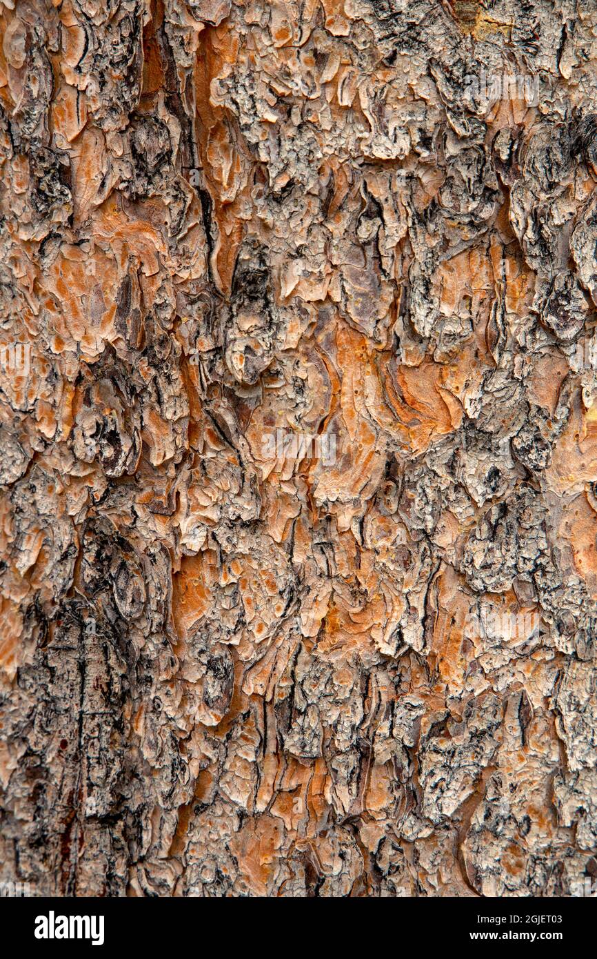 Motif dans l'écorce du tronc d'épinette d'Engelmann, Upper Geyser Basin, parc national de Yellowstone, Montana, États-Unis. Banque D'Images