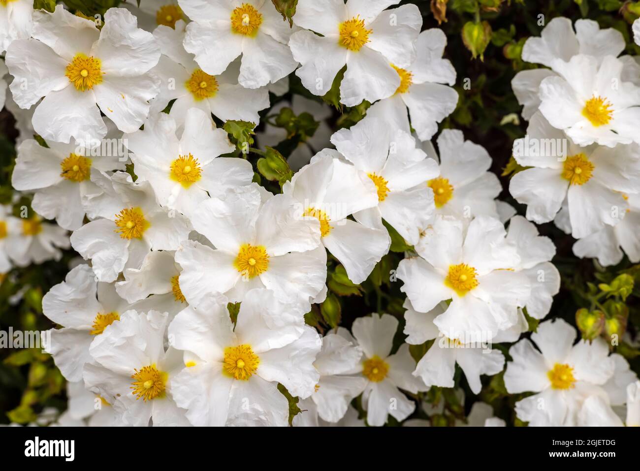 Le Cistus Salviifolius est également rosé à feuilles sauge, le salvia cistus ou la rose Gallipoli, un arbuste bushy aux inflorescences de fleurs rondes aux pétales blancs. Banque D'Images