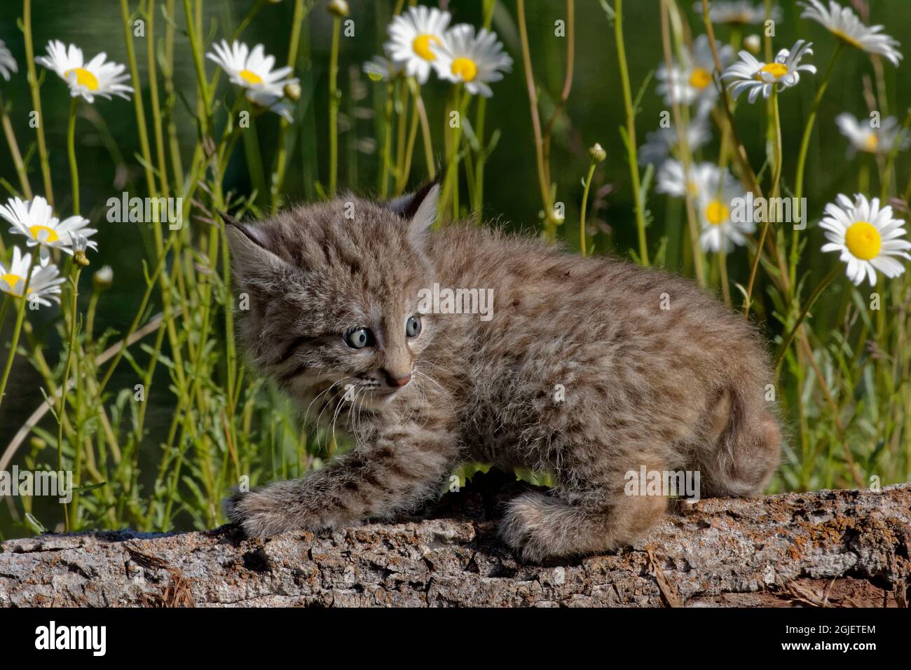 Etats Unis Montana Gros Plan De Bebe Chat Chat Credit Dennis Flaherty Jaynes Gallery Danitadelimont Com Photo Stock Alamy