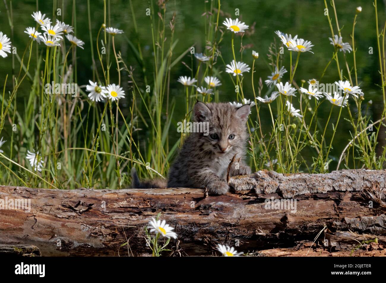 Etats Unis Montana Gros Plan De Bebe Chat Chat Credit Dennis Flaherty Jaynes Gallery Danitadelimont Com Photo Stock Alamy