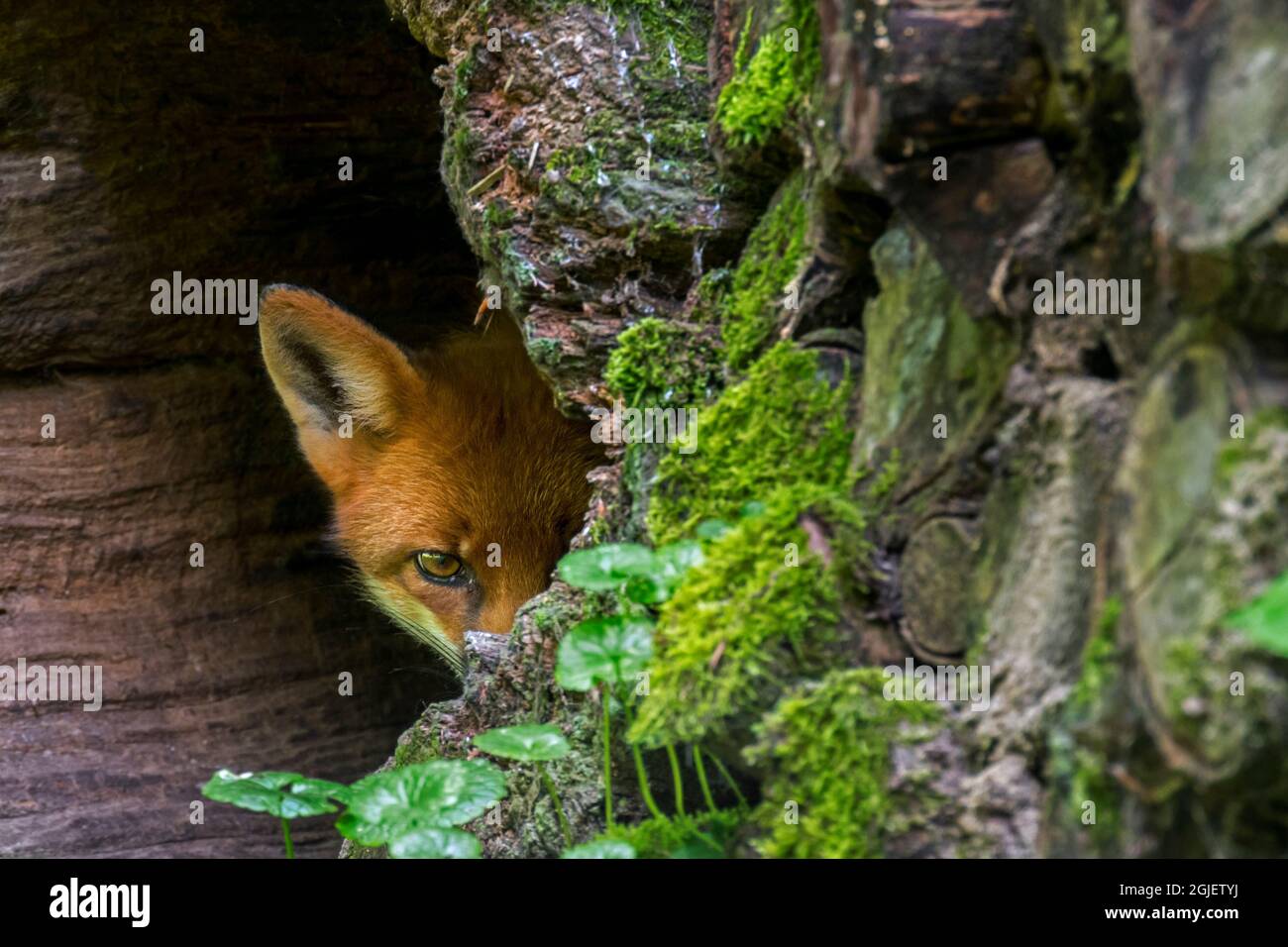 Renard roux timide (Vulpes vulpes) se cachant dans le tronc creux d'arbre dans la pile à bois dans la forêt Banque D'Images