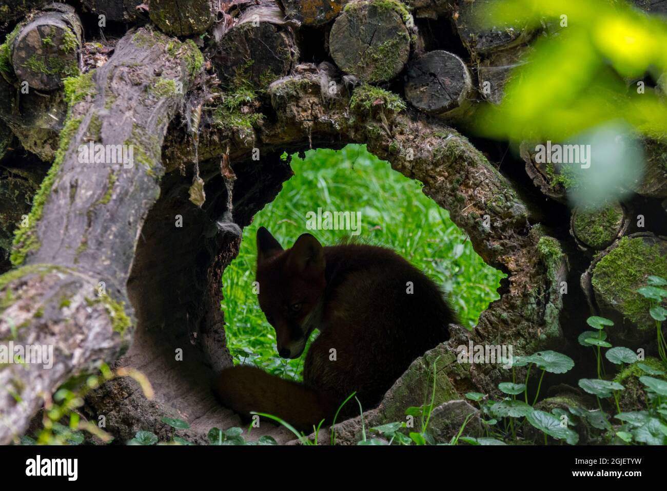 Renard roux timide (Vulpes vulpes) se cachant dans le tronc creux d'arbre dans la pile à bois dans la forêt Banque D'Images