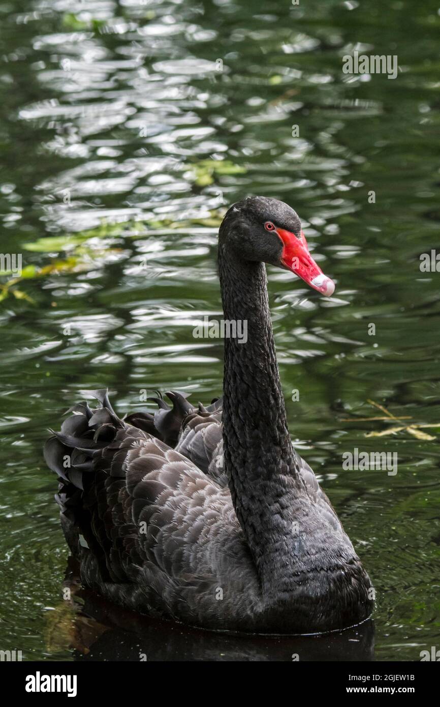 Cygne noir (Cygnus atratus / Anas atrata) nageant dans un étang, grand oiseau d'eau originaire d'Australie Banque D'Images