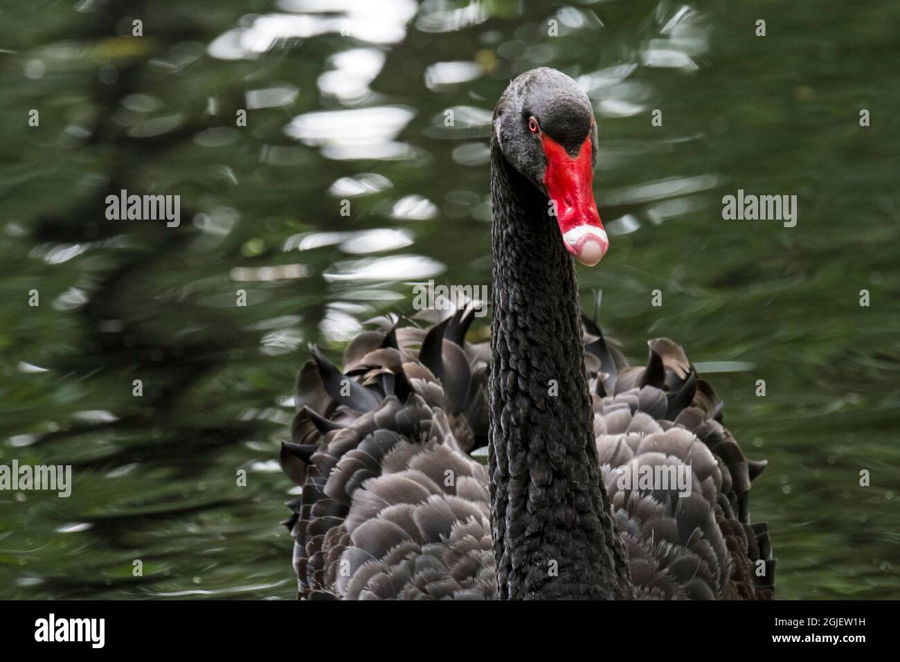 Cygne noir (Cygnus atratus / Anas atrata) nageant dans un étang, grand oiseau d'eau originaire d'Australie Banque D'Images