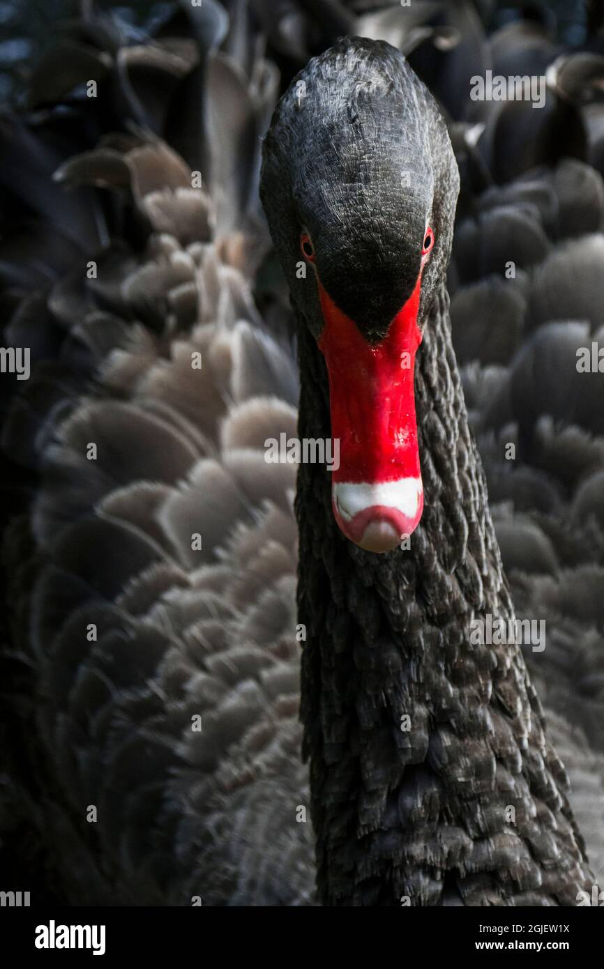 Cygne noir (Cygnus atratus / Anas atrata) nageant dans un étang, grand oiseau d'eau originaire d'Australie Banque D'Images