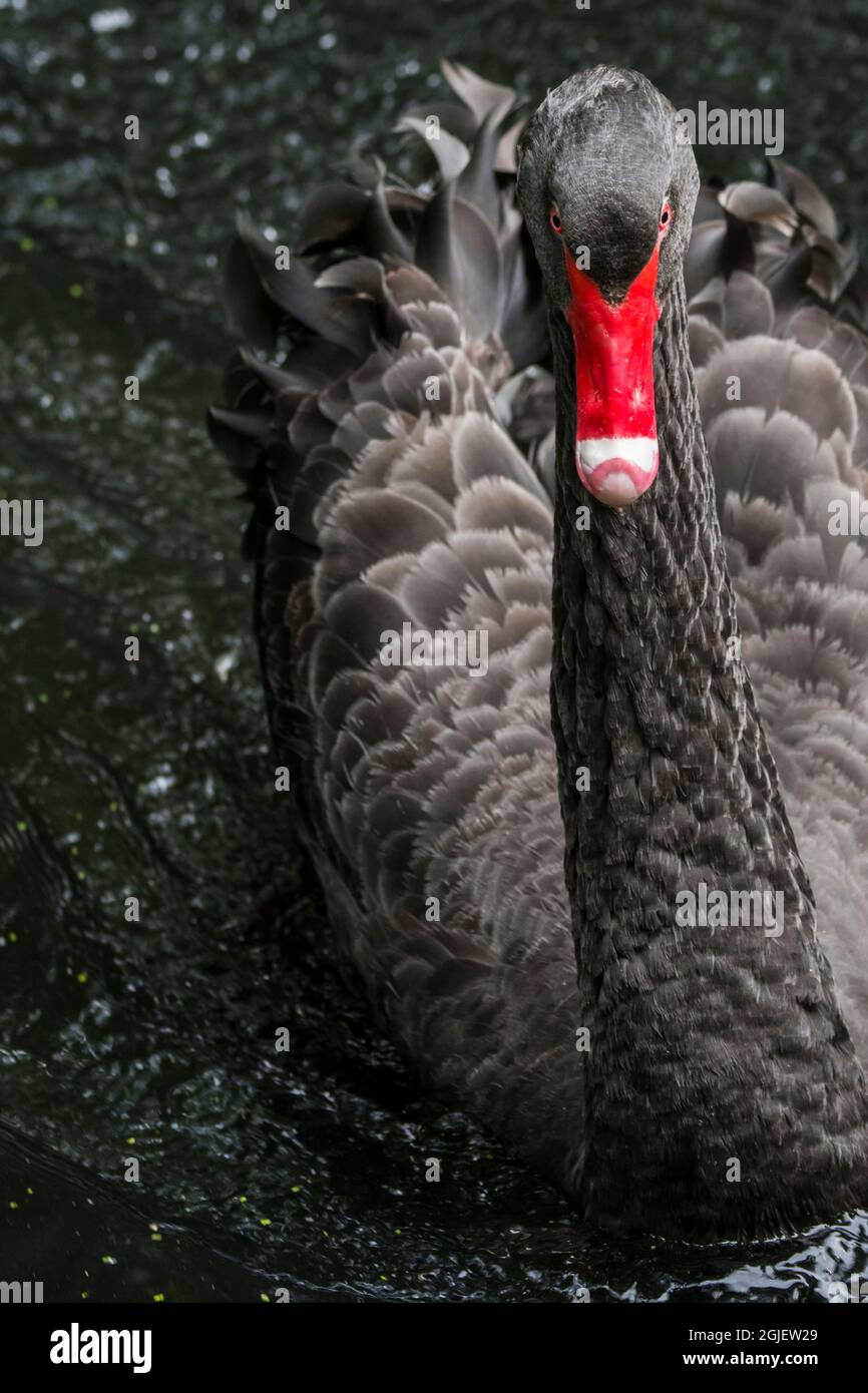 Cygne noir (Cygnus atratus / Anas atrata) nageant dans un étang, grand oiseau d'eau originaire d'Australie Banque D'Images