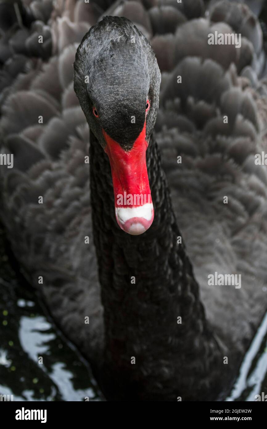 Cygne noir (Cygnus atratus / Anas atrata) nageant dans un étang, grand oiseau d'eau originaire d'Australie Banque D'Images