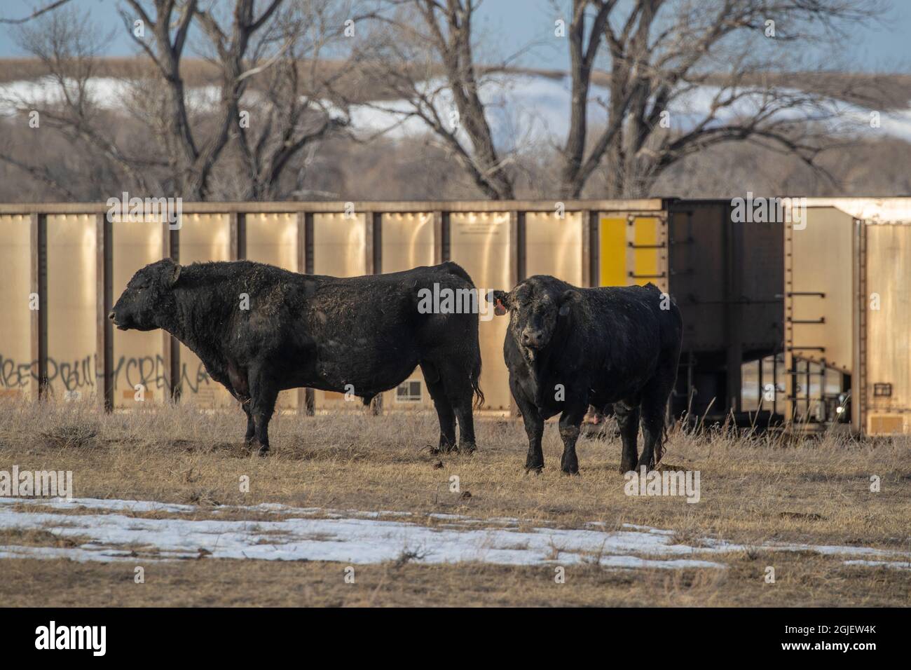 Taureaux Black Angus en pâturage à Choteau, Montana, États-Unis Banque D'Images