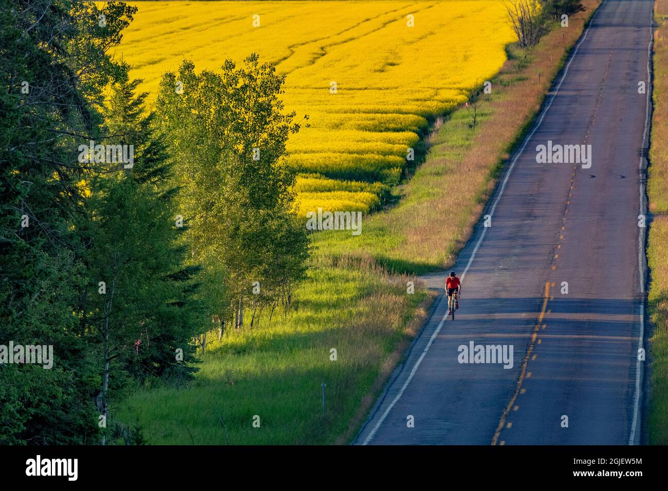Route à vélo à travers les champs mûrs de canola près de Whitefish, Montana, États-Unis. (M.) Banque D'Images