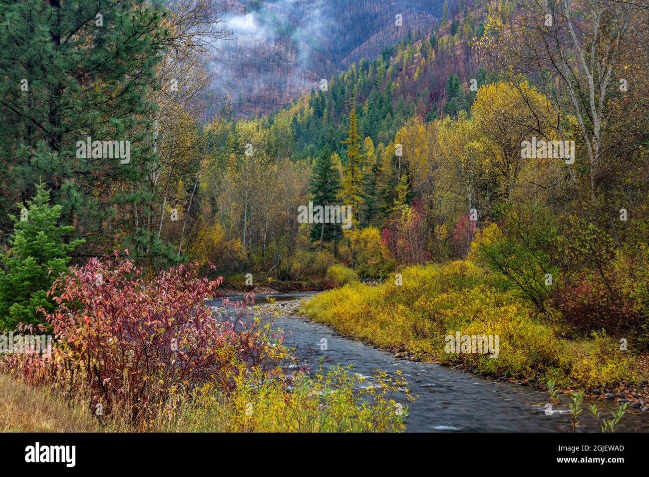 Les teintes d'automne ornent Lolo Creek dans la forêt nationale de Lolo, Montana, États-Unis Banque D'Images