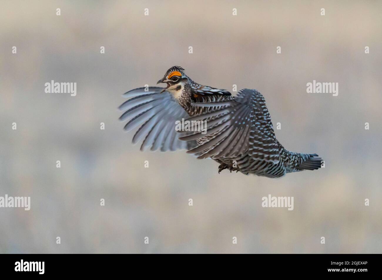 États-Unis, Nebraska. Poulet des grandes prairies vulnérable (Tympanuchus cupido) sur un sol en plein essor exposé aux fins de l'accouplement au début du printemps. Banque D'Images