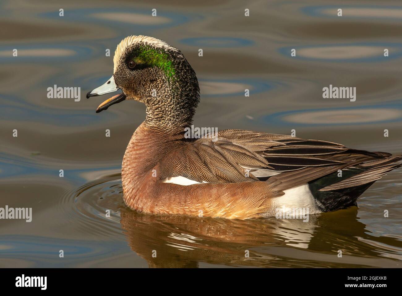 États-Unis, Nouveau-Mexique, comté de Socorro. Le donjon américain drake dans l'eau. Banque D'Images