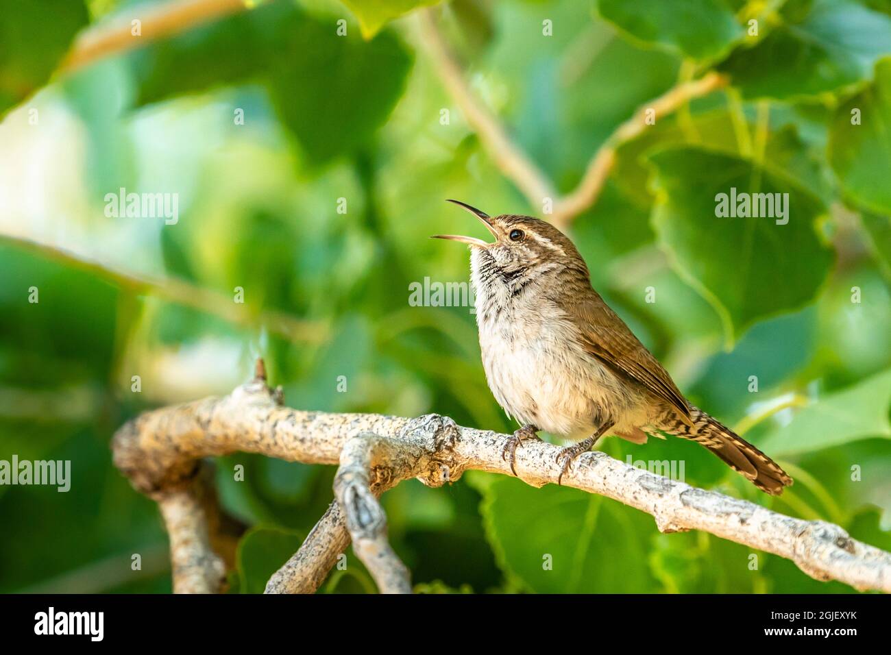 États-Unis, Nouveau-Mexique, montagnes Sandia. House wren chantant. Banque D'Images