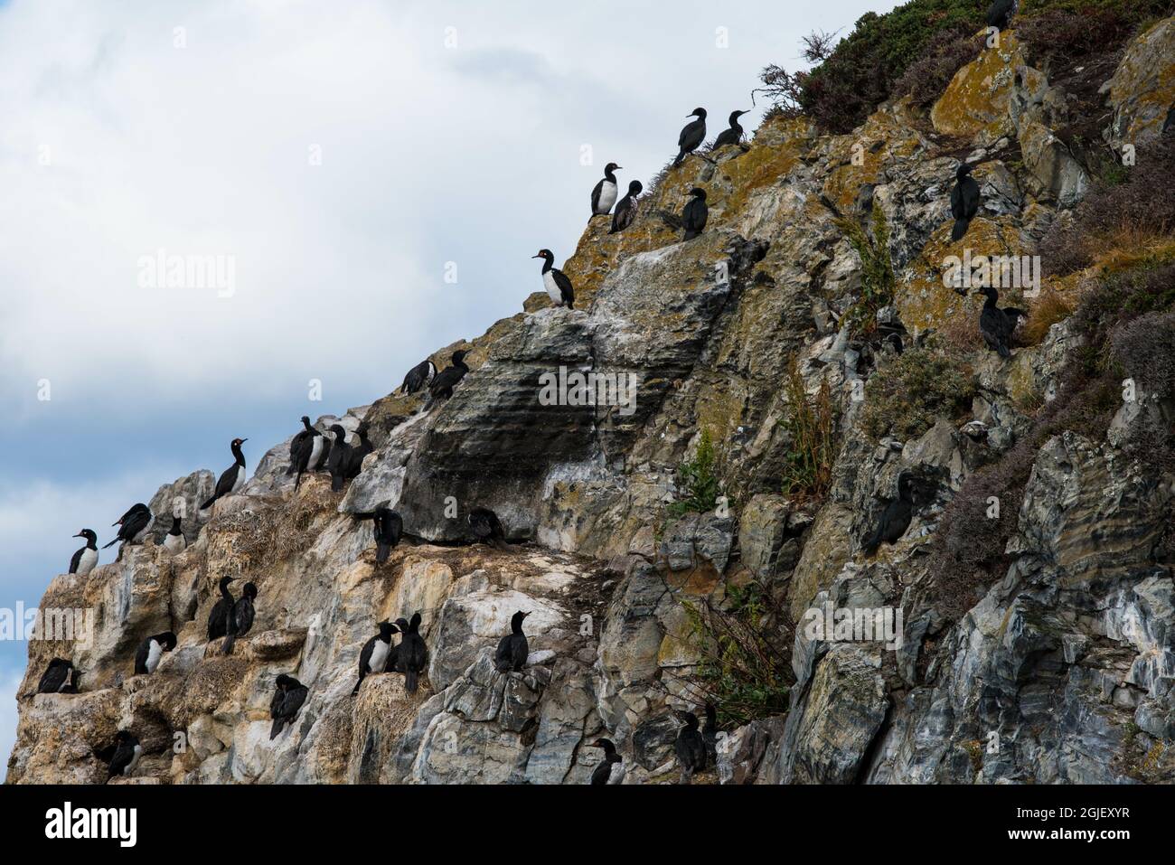 Cormorans (oiseaux de mer) à Ushuaia, Argentine, pays de feu Banque D'Images