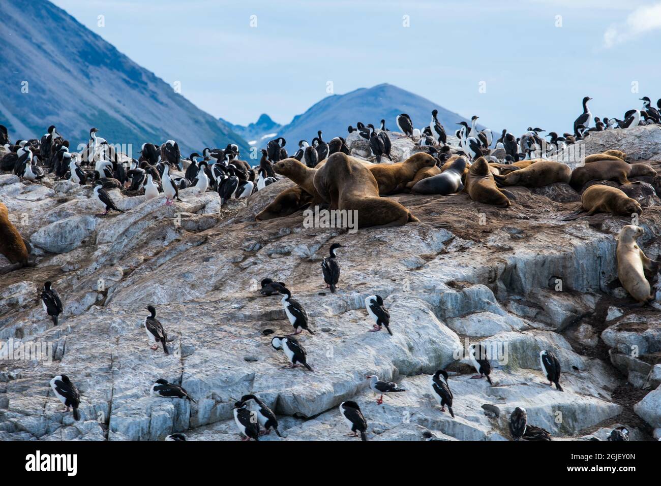 Île aux lions de mer à Ushuaia, Argentine, Patagonie, pays de feu Banque D'Images