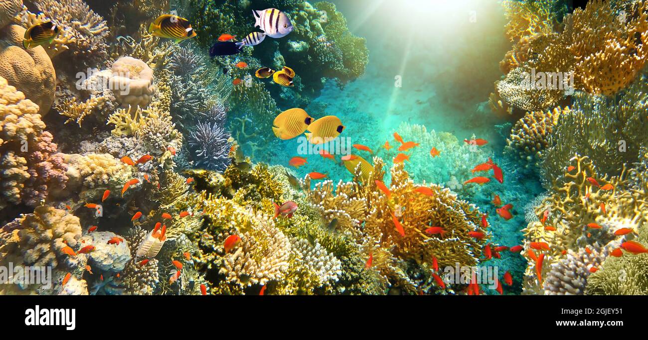 Poisson papillon dans l'environnement naturel. Poissons sous-marins colorés au récif de corail à la mer Rouge. Eau bleue dans le parc national de Ras Muhammad dans le Sinaï, en Égypte Banque D'Images