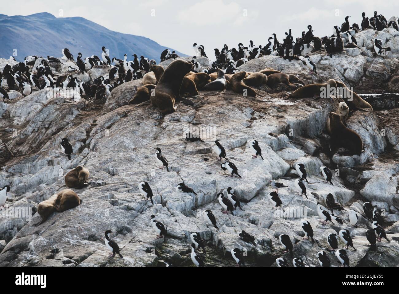 Île aux lions de mer à Ushuaia, Argentine, Patagonie, pays de feu Banque D'Images