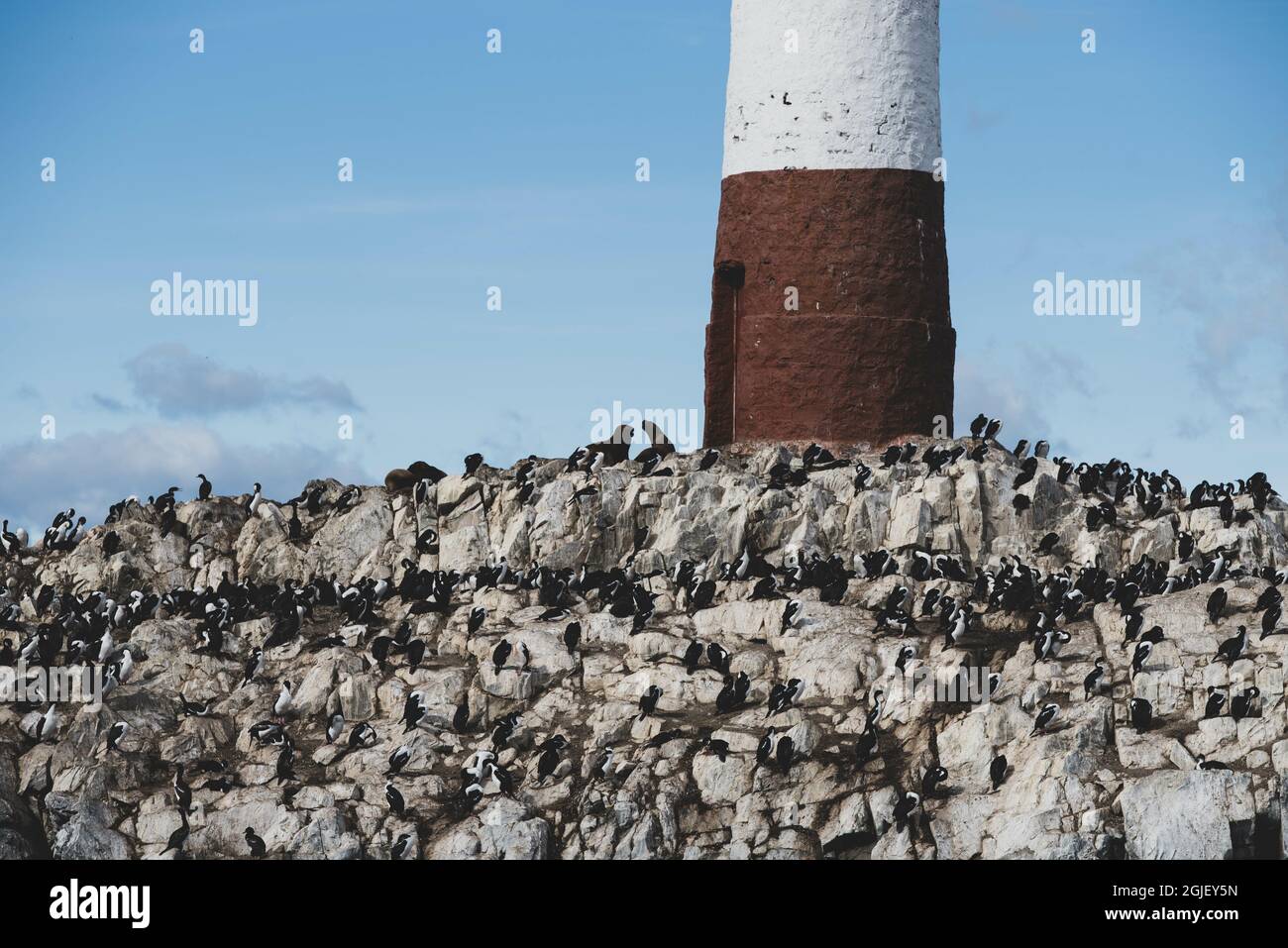 L'île du lion de mer et le phare près d'Ushuaia, Argentine, Patagonie, pays de feu Banque D'Images