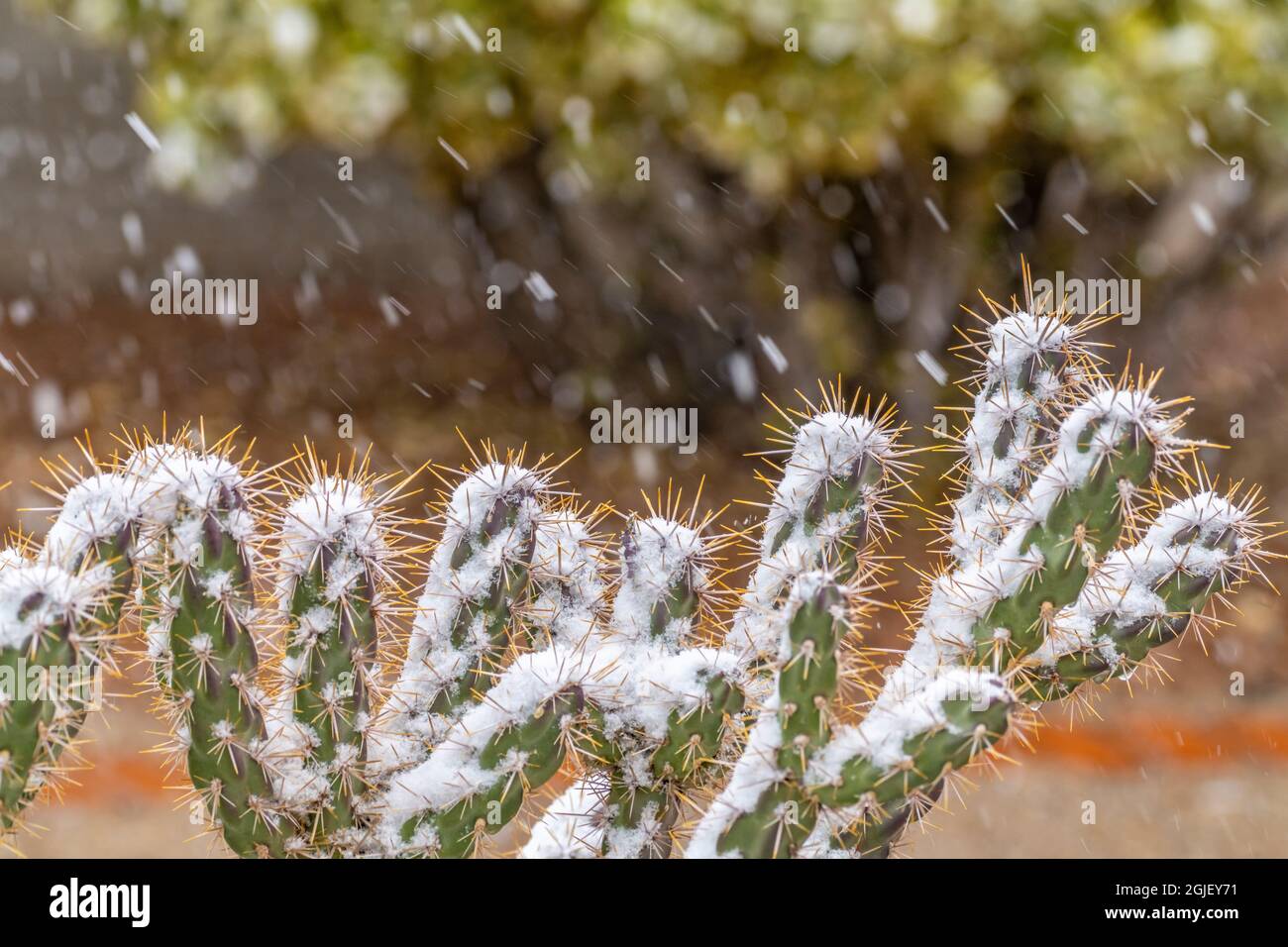 États-Unis, Nouveau-Mexique. Cactus de la corolle et neige qui tombe. Banque D'Images
