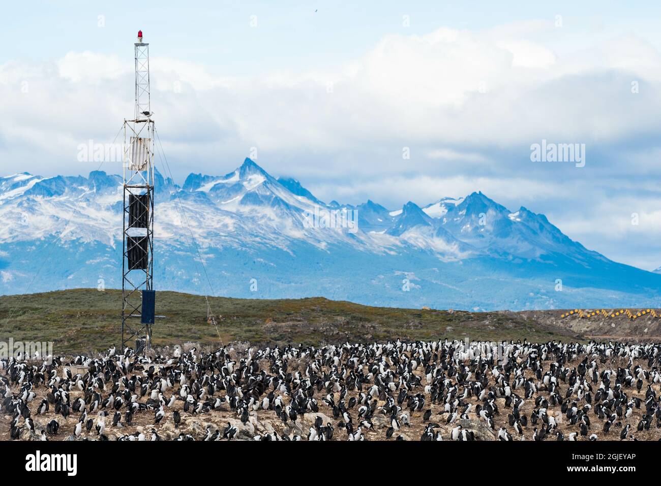 Île aux lions de mer à Ushuaia, Argentine, Patagonie, pays de feu Banque D'Images