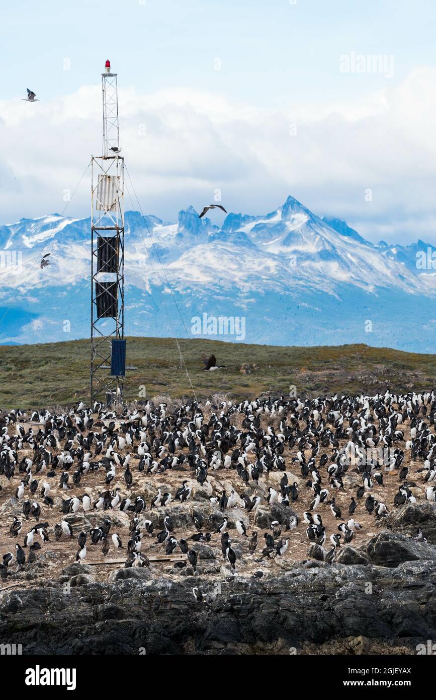 Île aux lions de mer à Ushuaia, Argentine, Patagonie, pays de feu Banque D'Images