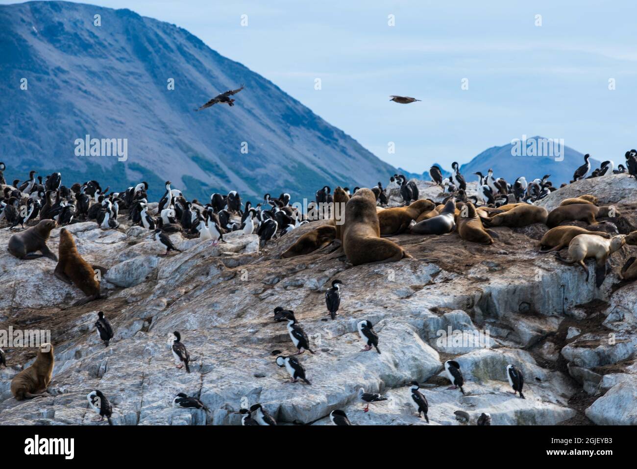 Île aux lions de mer à Ushuaia, Argentine, Patagonie, pays de feu Banque D'Images