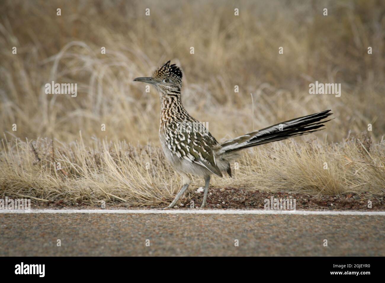 Roadrunner prend une décision. Galisteo, Nouveau-Mexique. Banque D'Images