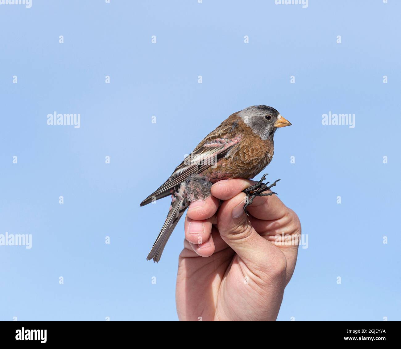 L'espèce de Rosy-Finch à couronne grise d'Hepburn en main après le baguage. Banque D'Images