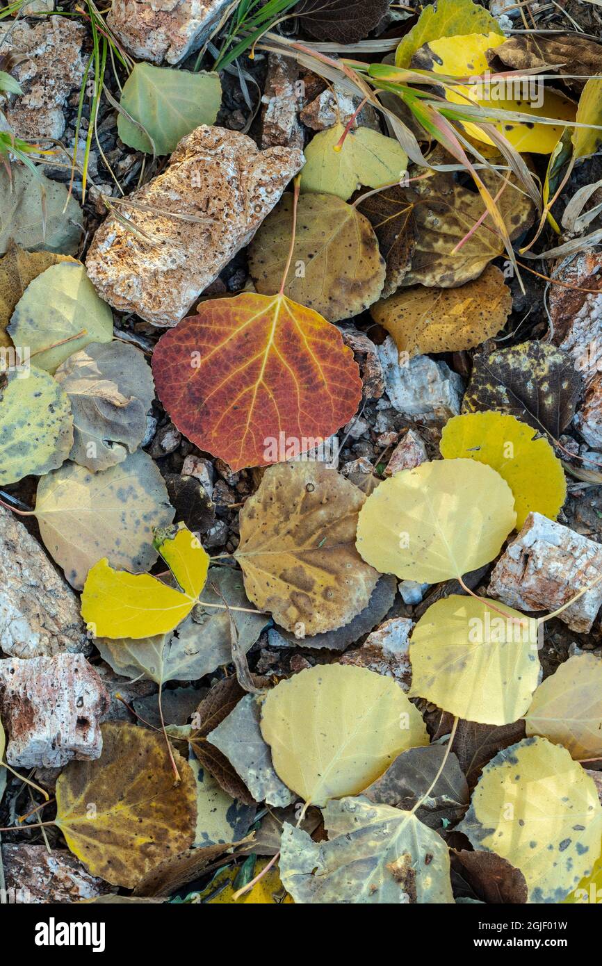 Gros plan des feuilles de peuplier faux-tremble le long de la piste 10K, forêt nationale de Cibola, Nouveau-Mexique Banque D'Images