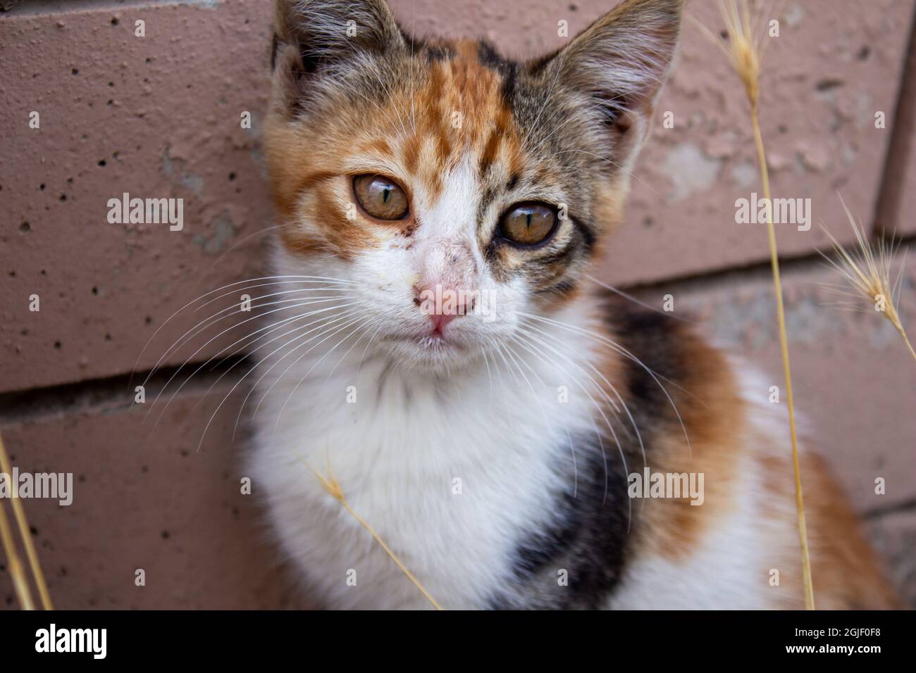 Chat Contrarie Banque D Image Et Photos Alamy Chat Contrarie Banque D Image Et Photos Alamy