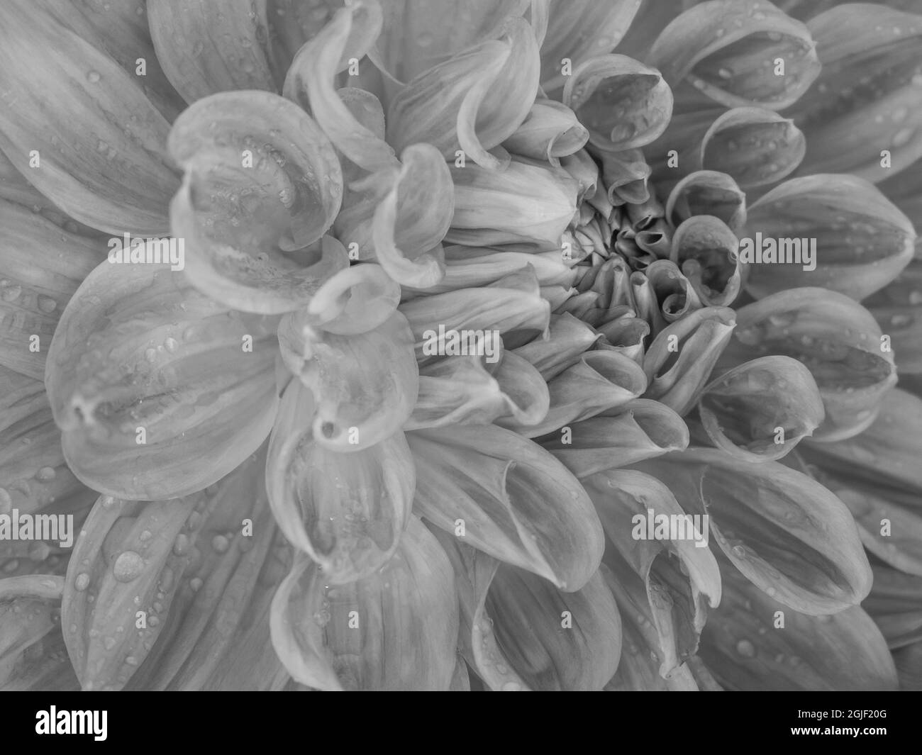 USA, Oregon, Canby, Swam Island Dahlias, Dahlia fleurs gros plans Banque D'Images