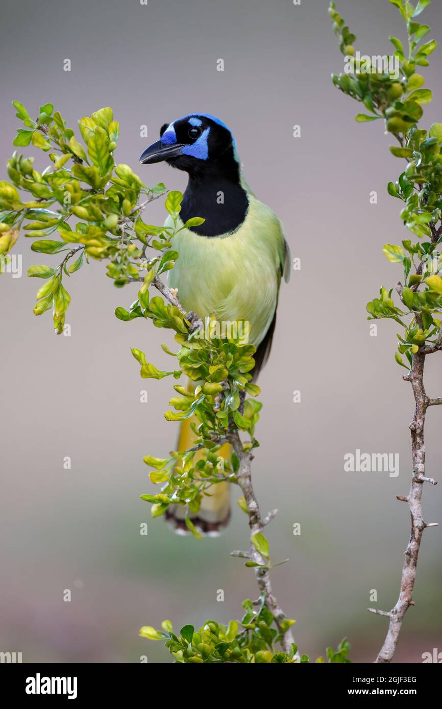 Green Jay Rio Grande Valley Texas Photo Stock Alamy