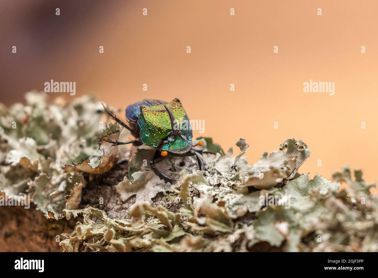 États-Unis, Texas, comté de Hidalgo. Gros plan du scarabée arc-en-ciel sur la branche. Banque D'Images
