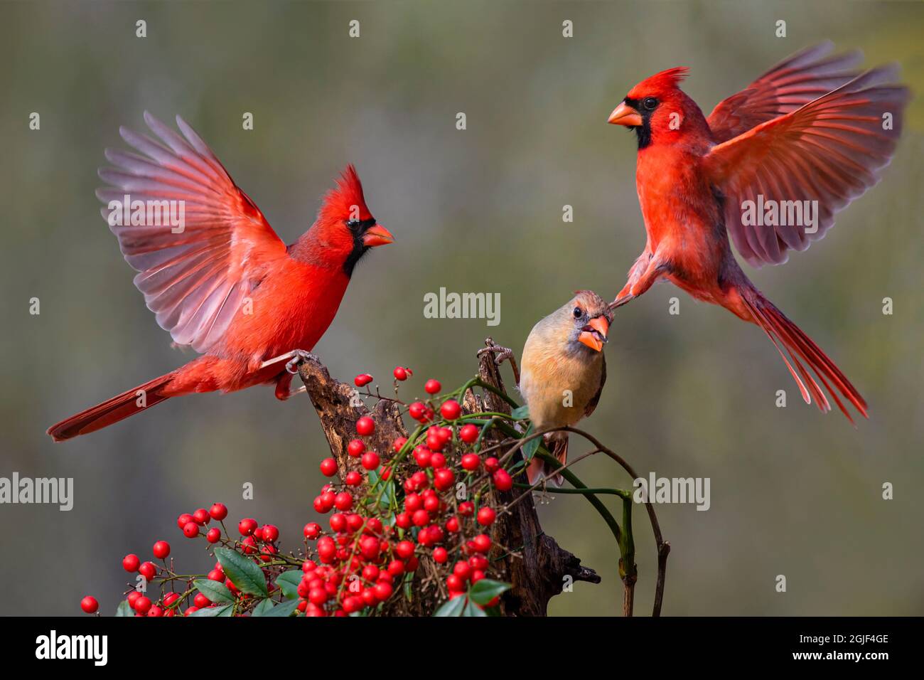 Débarquement des cardinaux du Nord (cardinalis cardinalis) Banque D'Images