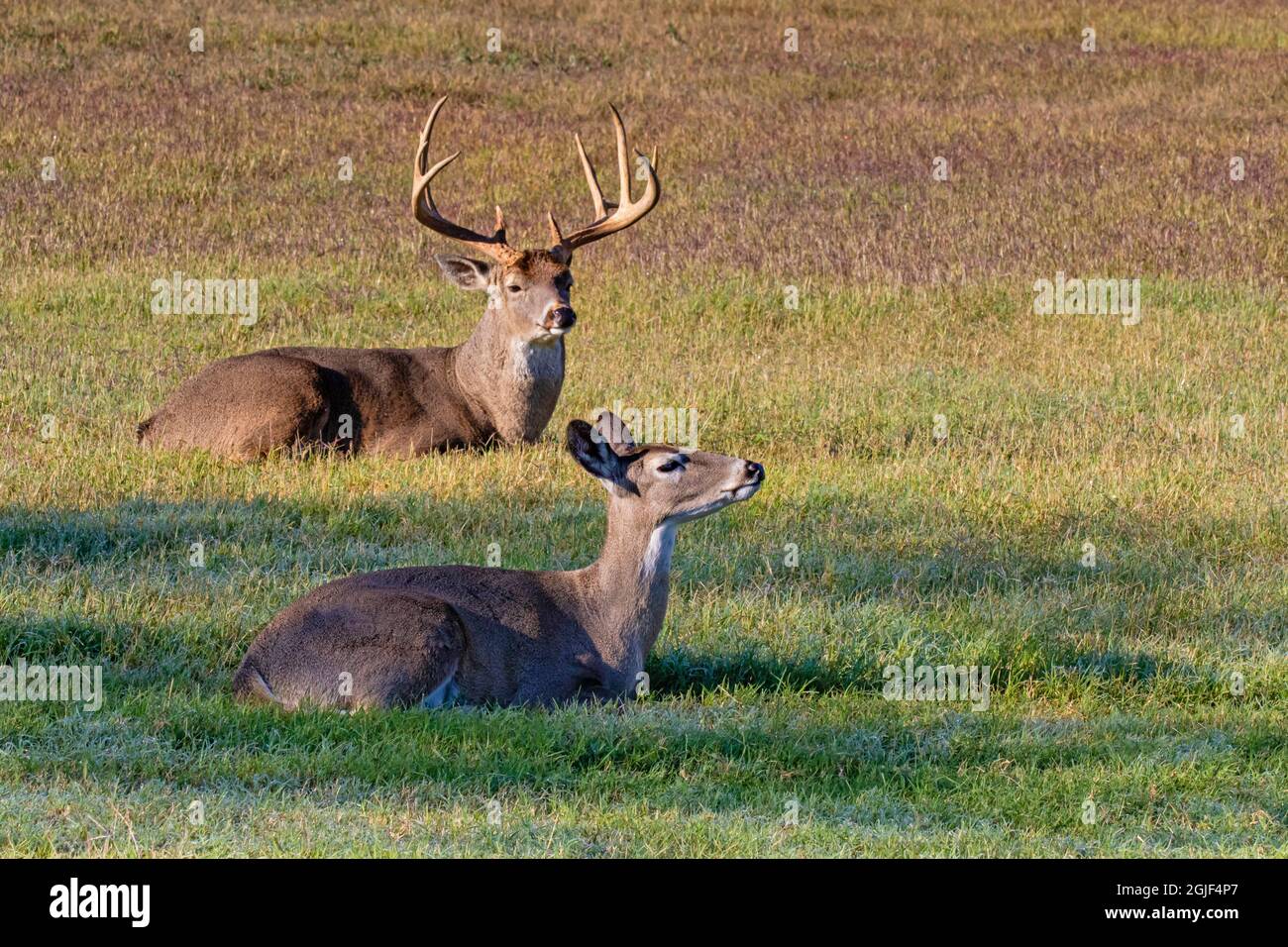 Biche à queue blanche (Odocoileus virginianus) couple de reproduction au repos Banque D'Images