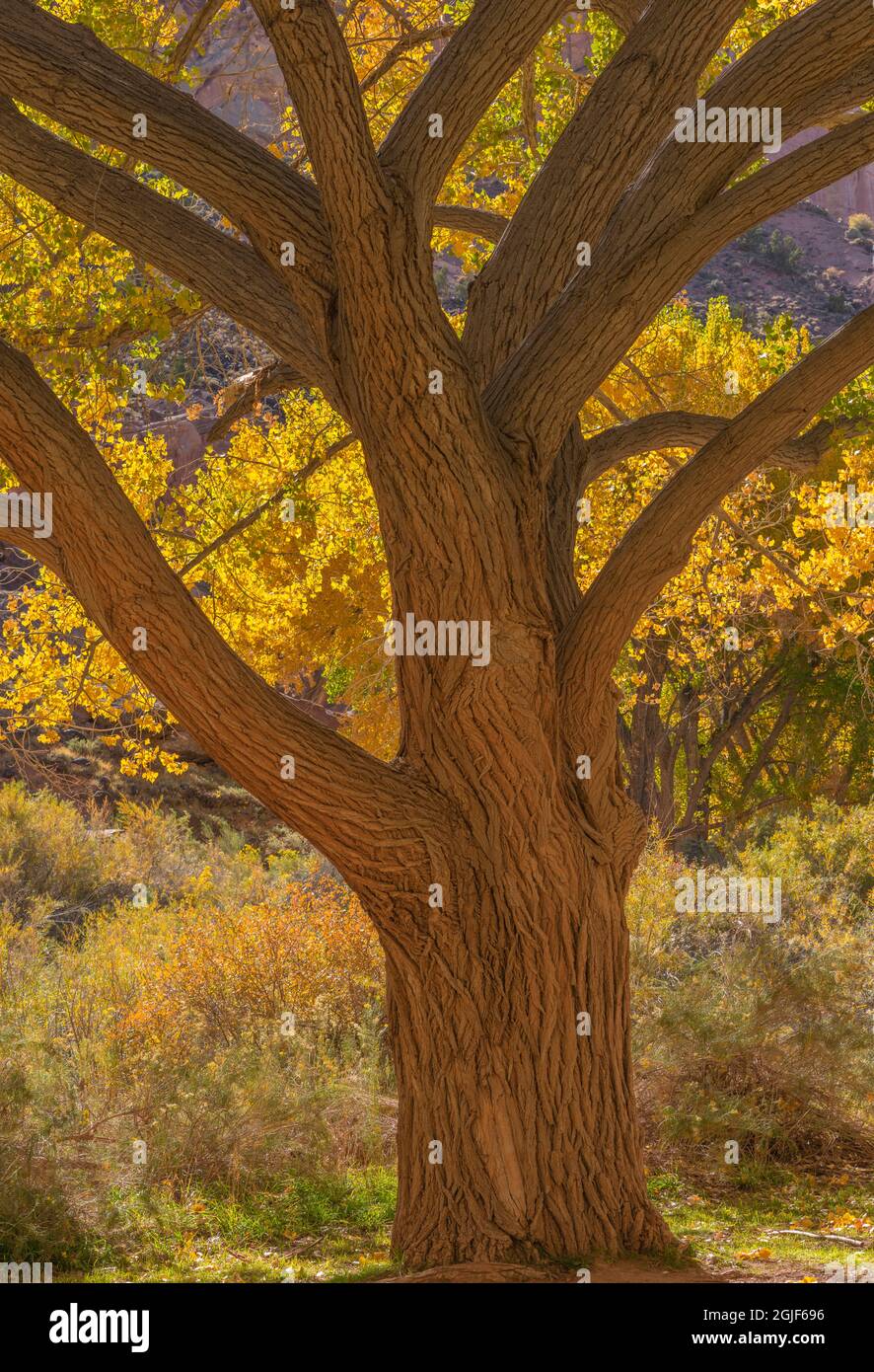 États-Unis, Utah, parc national Capitol Reef, arbre de coton Fremont de couleur automnale près de la région de Fruita. Banque D'Images