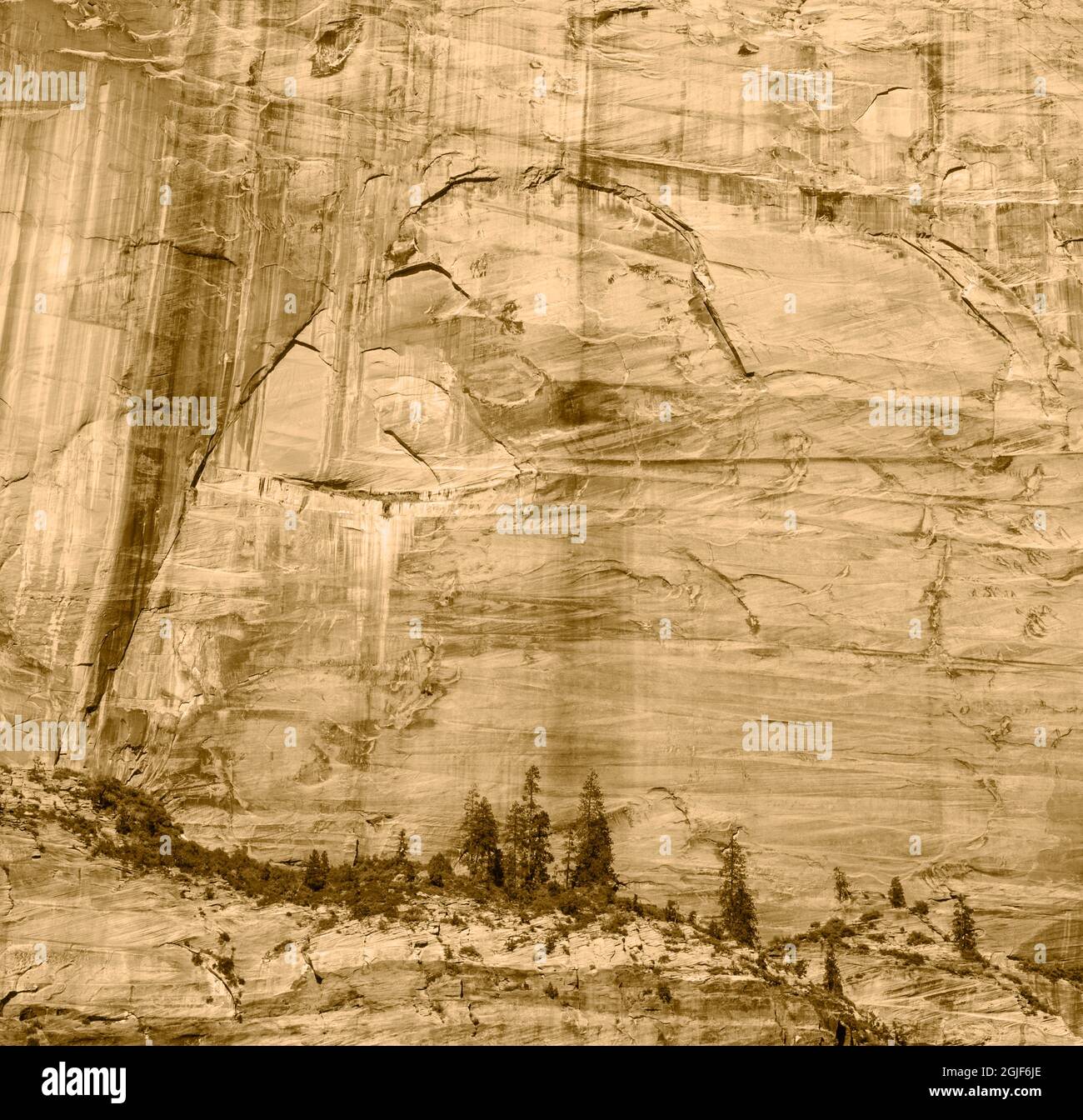 États-Unis, Utah. Parc national de Zion, mur du canyon de grès Navajo. Banque D'Images