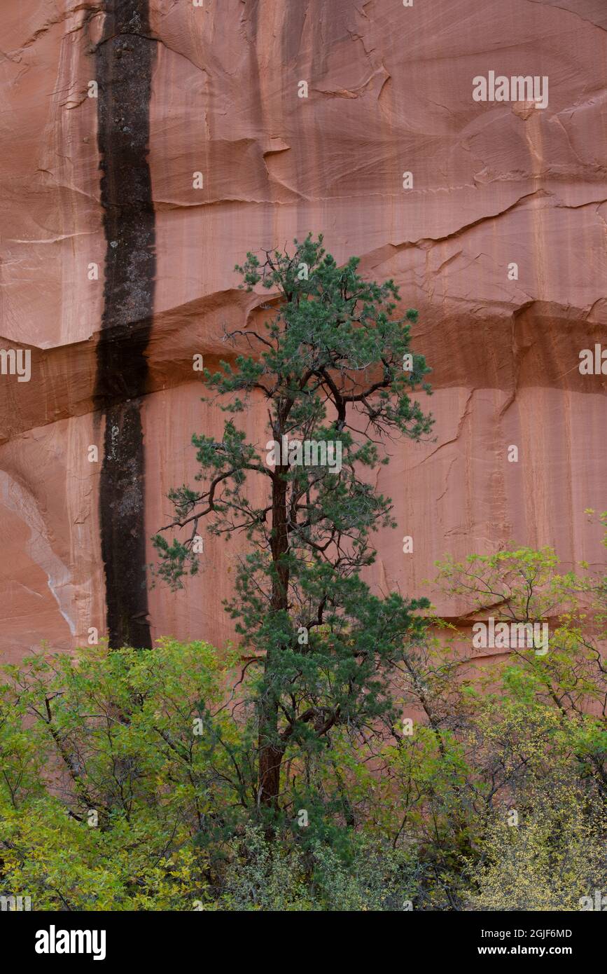 États-Unis, Utah. PIN à pignons et chêne à broussailles avec paroi du canyon, monument national Grand Staircase-Escalante. Banque D'Images