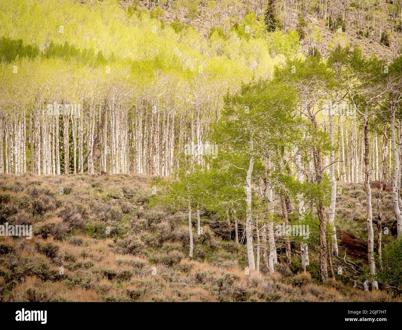 Aspen Trees, printemps, ancien clone de Pando (estimé à 80,000 ans), Fishlake National Forest, Utah Banque D'Images
