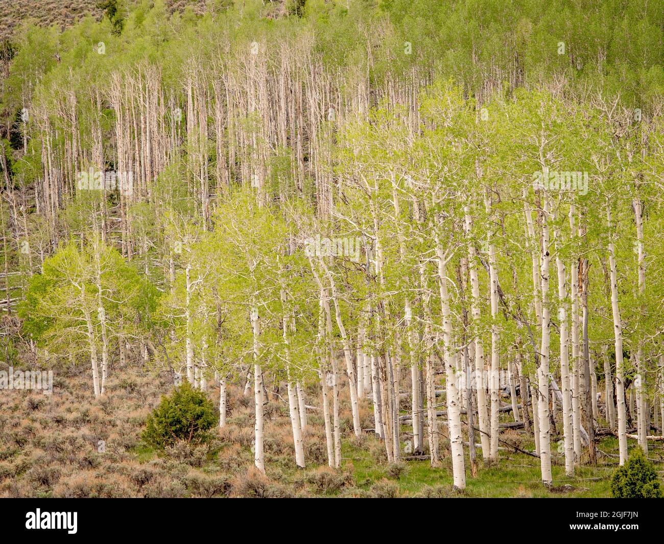 Aspen Trees, printemps, ancien clone de Pando (estimé à 80,000 ans), Fishlake National Forest, Utah Banque D'Images