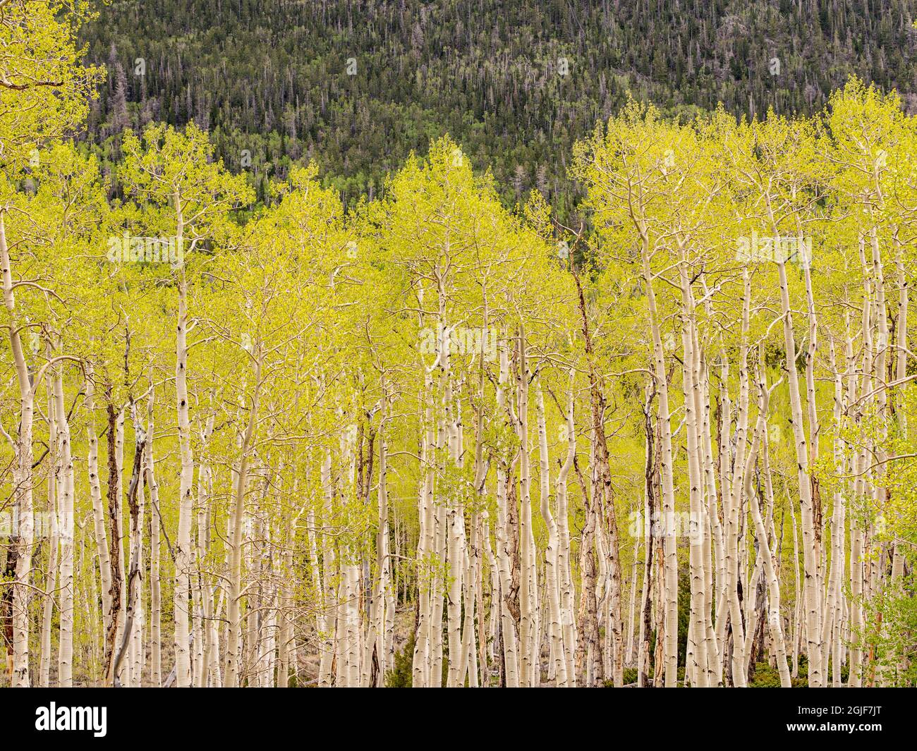 Aspen Trees, printemps, ancien clone de Pando (estimé à 80,000 ans), Fishlake National Forest, Utah Banque D'Images