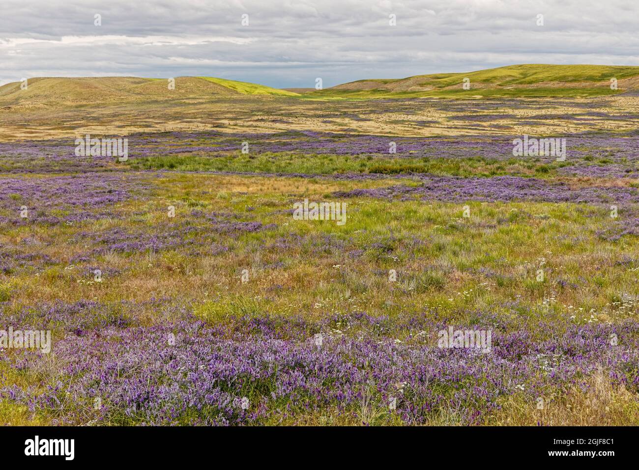 Grand champ de récupération d'oiseaux dans la prairie près de l'État de Palouse Falls. Banque D'Images