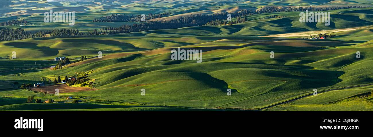 Vue panoramique sur la ferme idyllique au lever du soleil parmi les champs de blé de la région de Palouse, dans l'est de Washington. Banque D'Images