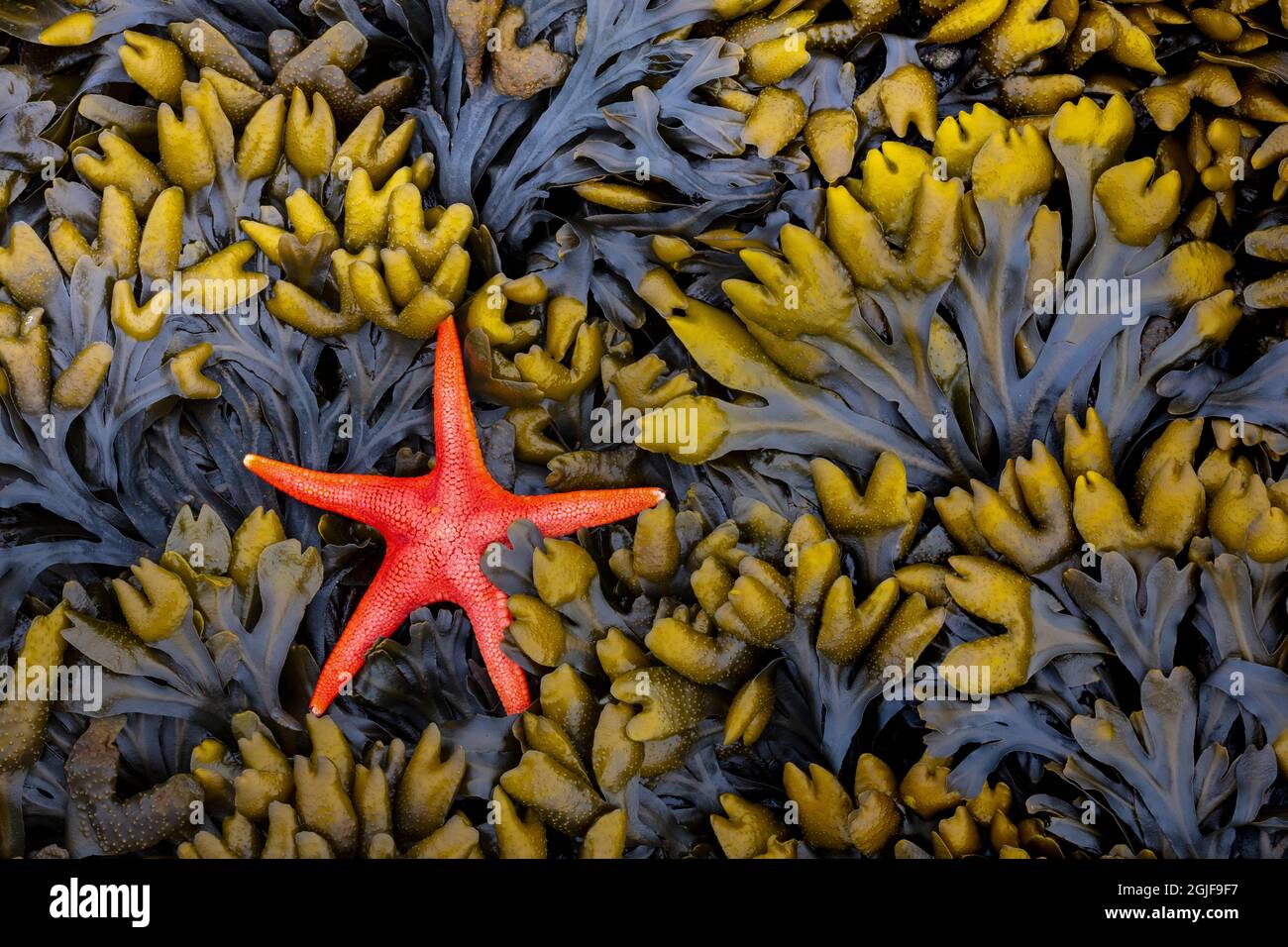 souper rencontre corail de mer