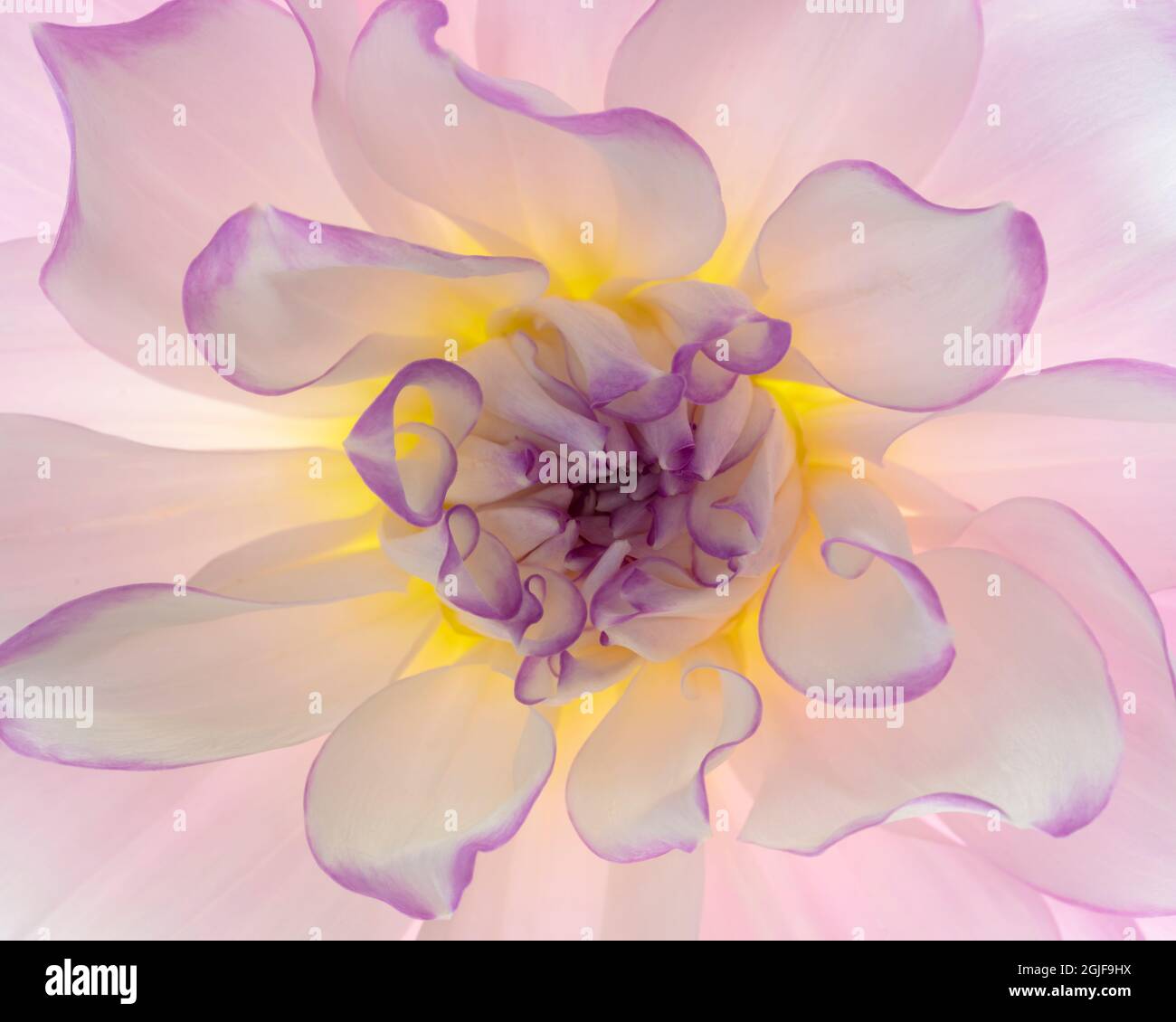 États-Unis, Washington, Seabeck. Gros plan sur une fleur en dahlia éclatante. Crédit : Don Paulson / Galerie Jaynes / DanitaDelimont.com Banque D'Images