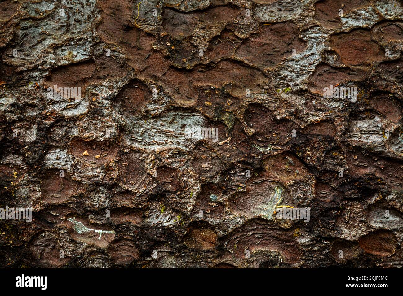 États-Unis, État de Washington, Parc national olympique. Gros plan sur l'écorce d'épinette de Sitka. Crédit : Don Paulson / Galerie Jaynes / DanitaDelimont.com Banque D'Images